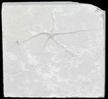 Cretaceous Brittle Star (Geocoma) Fossil - Lebanon #71566-1